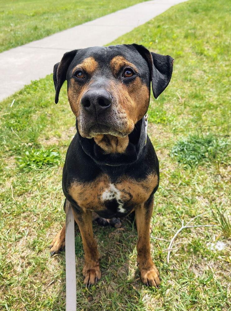 Alvin, Adoptable, Adult Male Coonhound & Pit Bull Terrier.