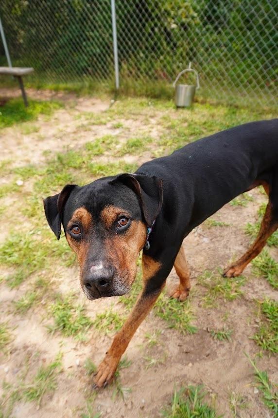 Enlarge Alvin, a Adoptable mixed breed in Kalamazoo, MI image 2/5