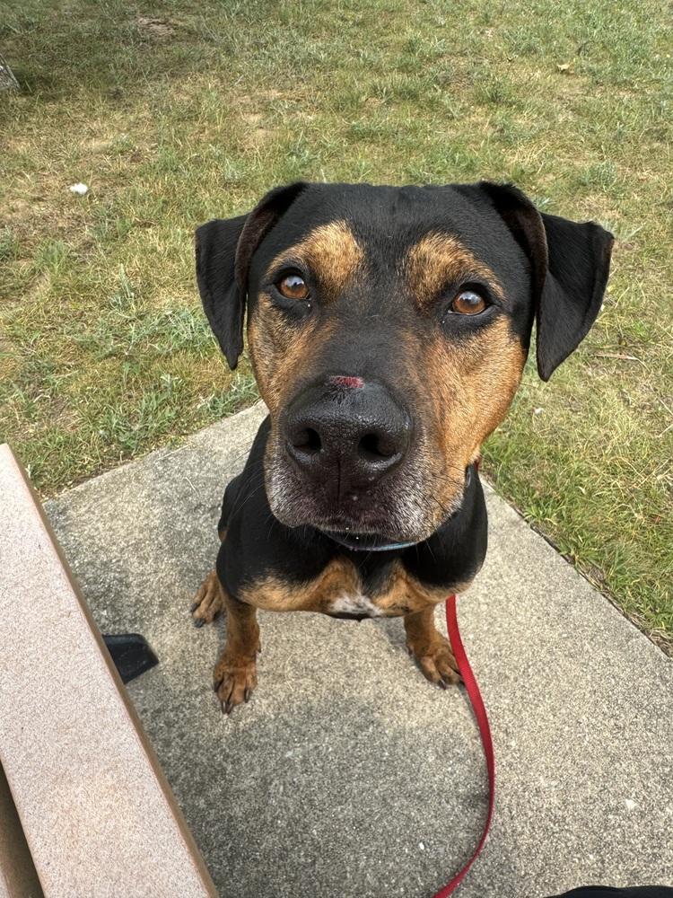 Alvin, a Adoptable mixed breed in Kalamazoo, MI image 2/3