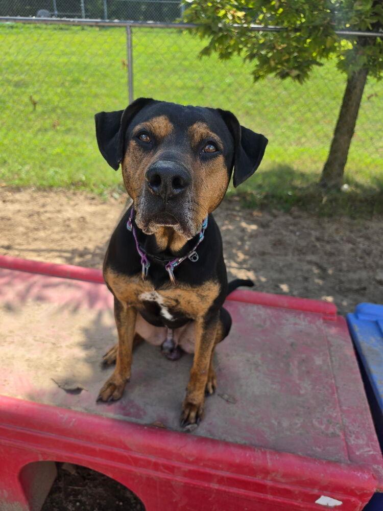 Enlarge Alvin, a Adoptable mixed breed in Kalamazoo, MI image 4/5