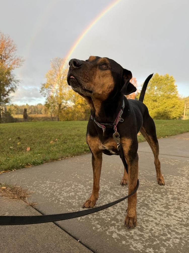 Enlarge Alvin, a Adoptable mixed breed in Kalamazoo, MI image 2/6
