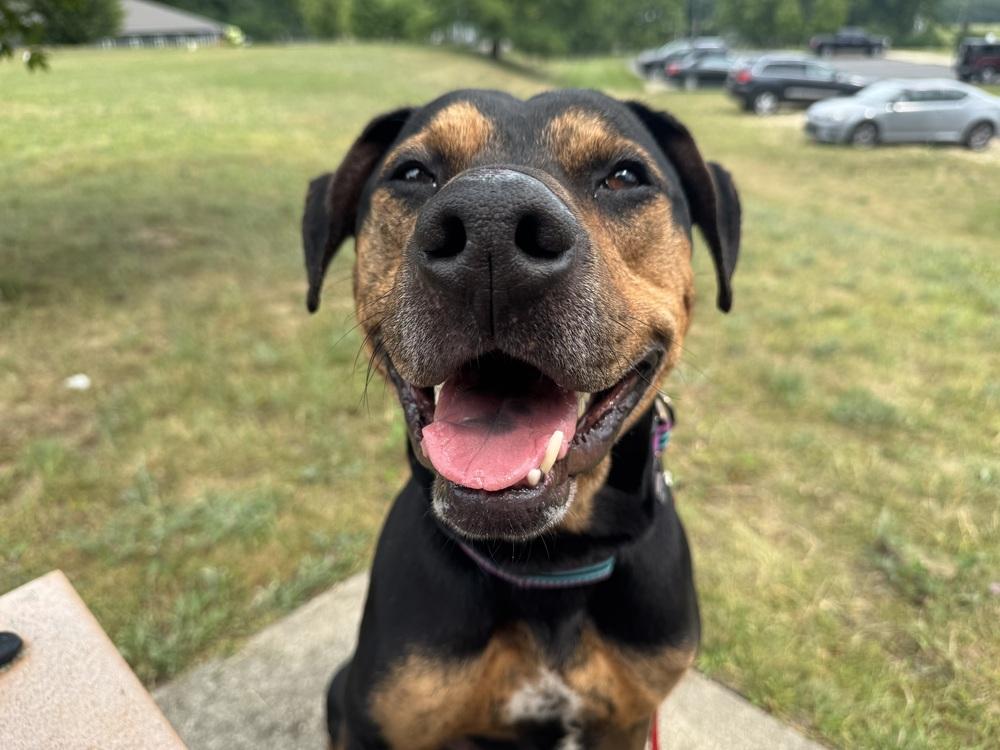 Alvin, a Adoptable mixed breed in Kalamazoo, MI image 3/3