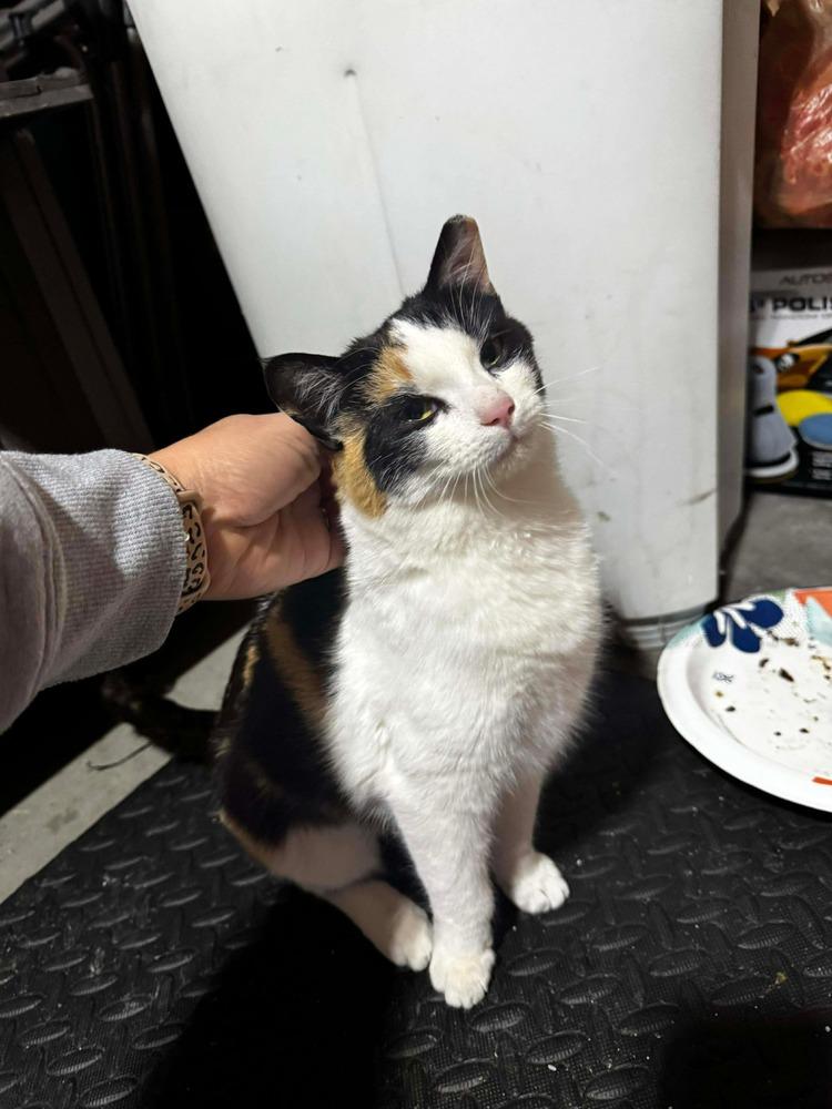 **Cat Cafe** Skinny Dip, Adoptable, Young Female Domestic Short Hair.