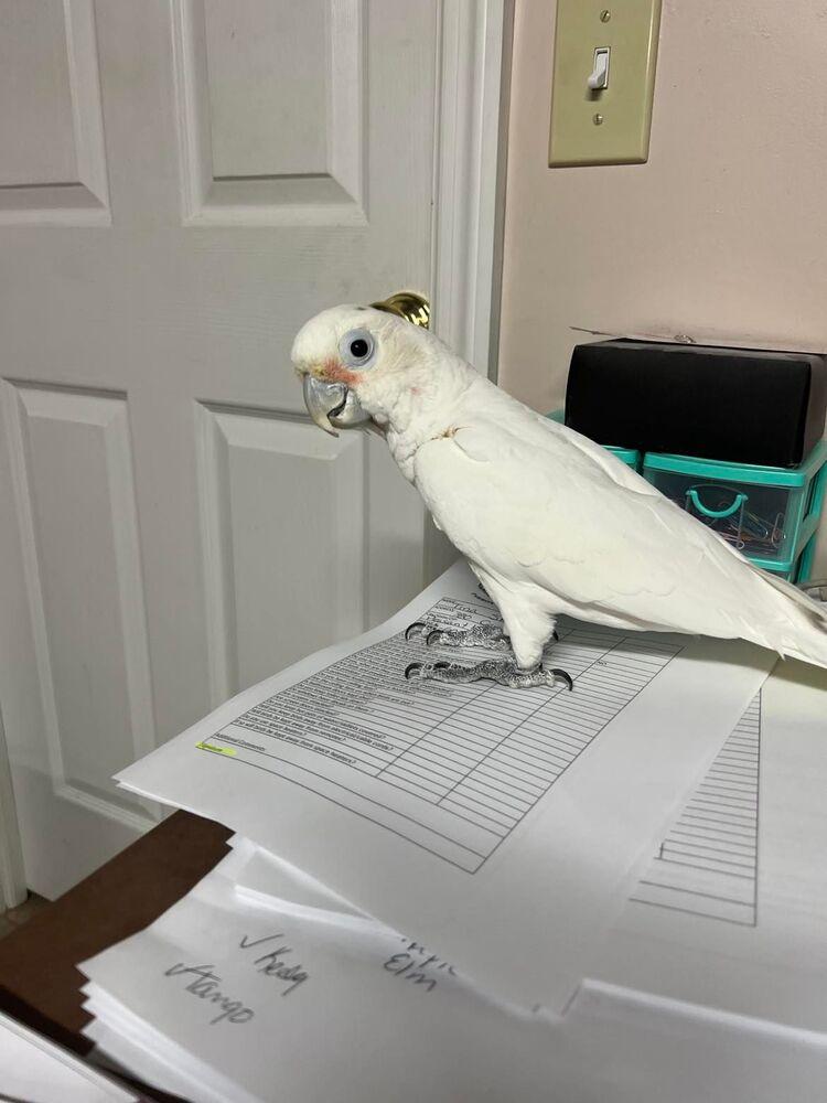 Enlarge Bobo, a Adoptable Cockatoo in West Mifflin, PA image 1/2