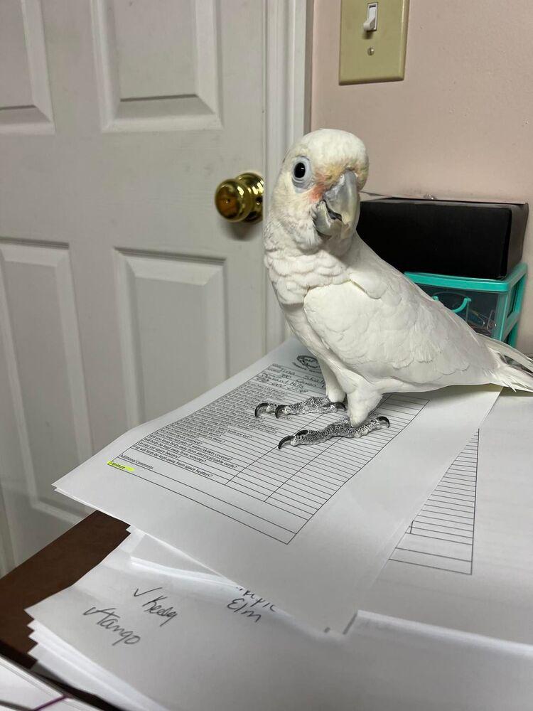 Enlarge Bobo, a Adoptable Cockatoo in West Mifflin, PA image 2/2