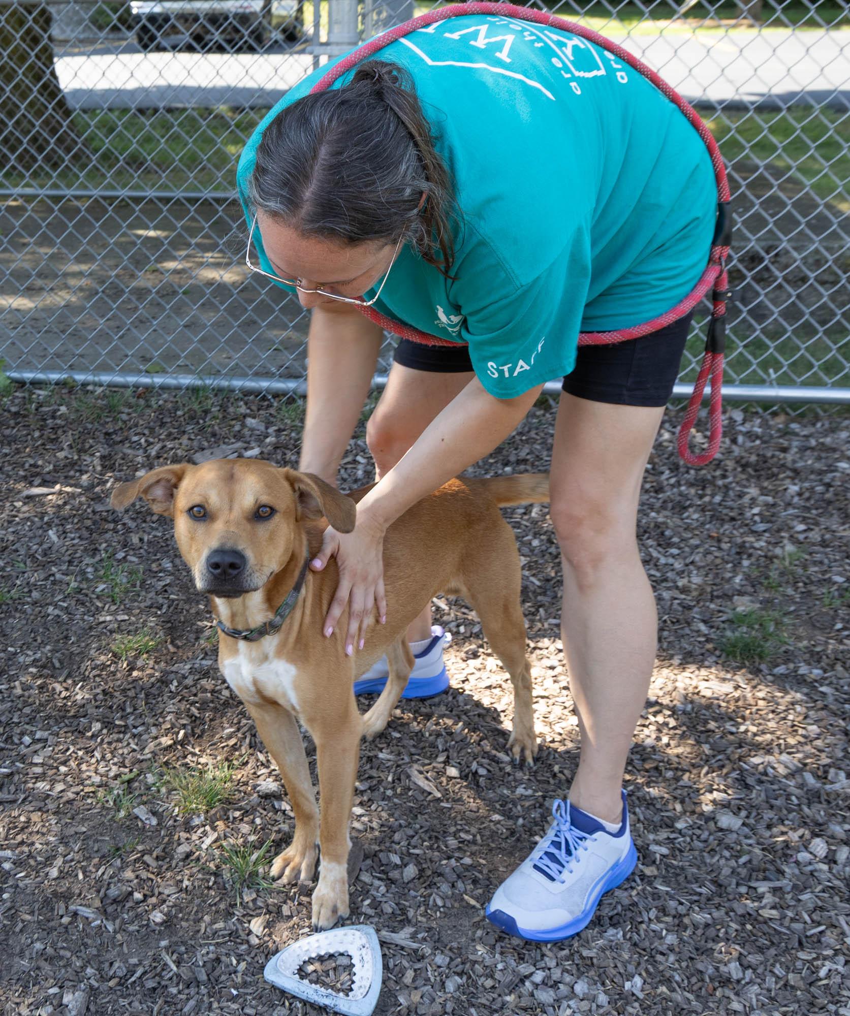 Leo, an adoptable Mixed Breed in Mount Pleasant, MI, 48858 | Photo Image 1