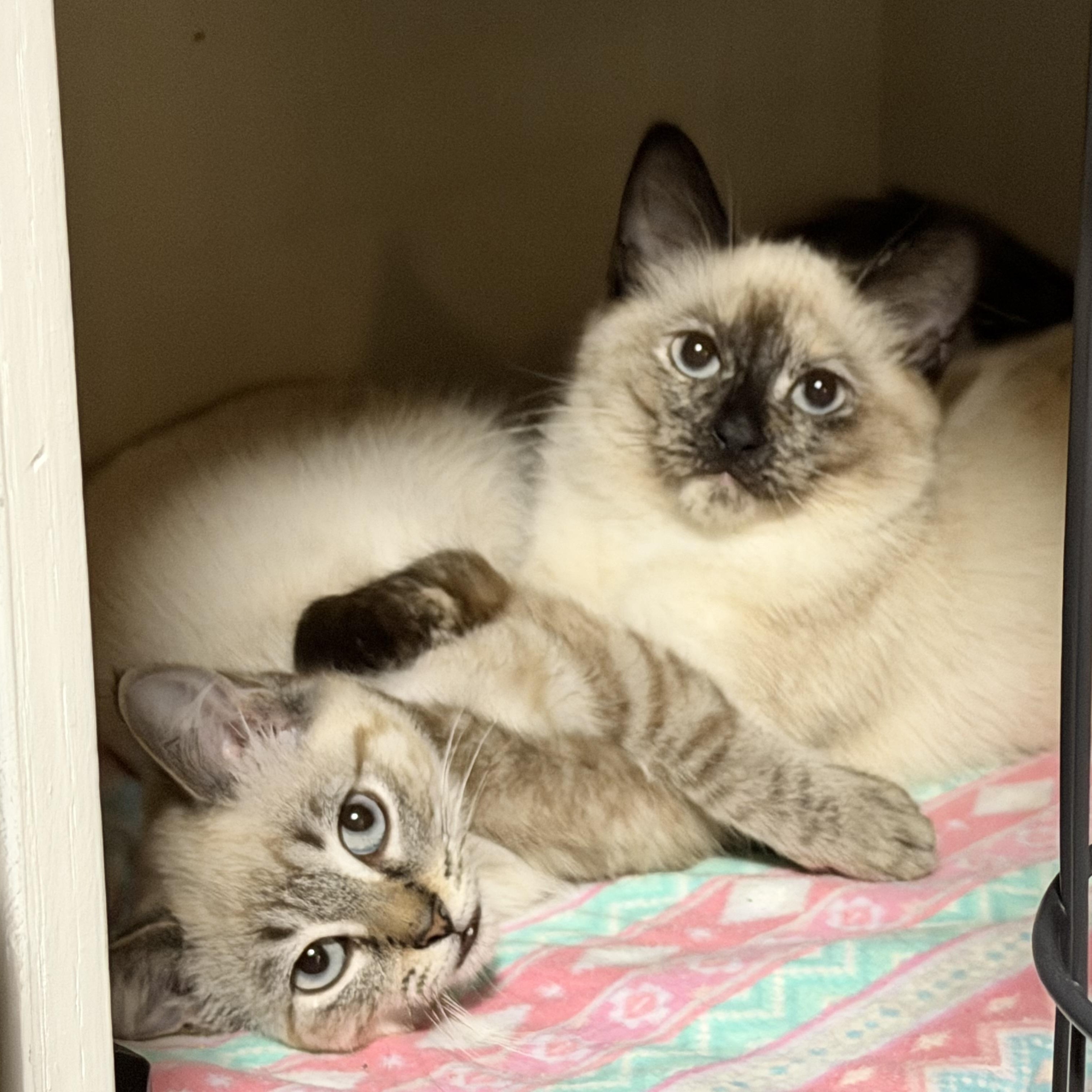 Meso and Nabi, Adopted, Adult Female Domestic Short Hair & Siamese.