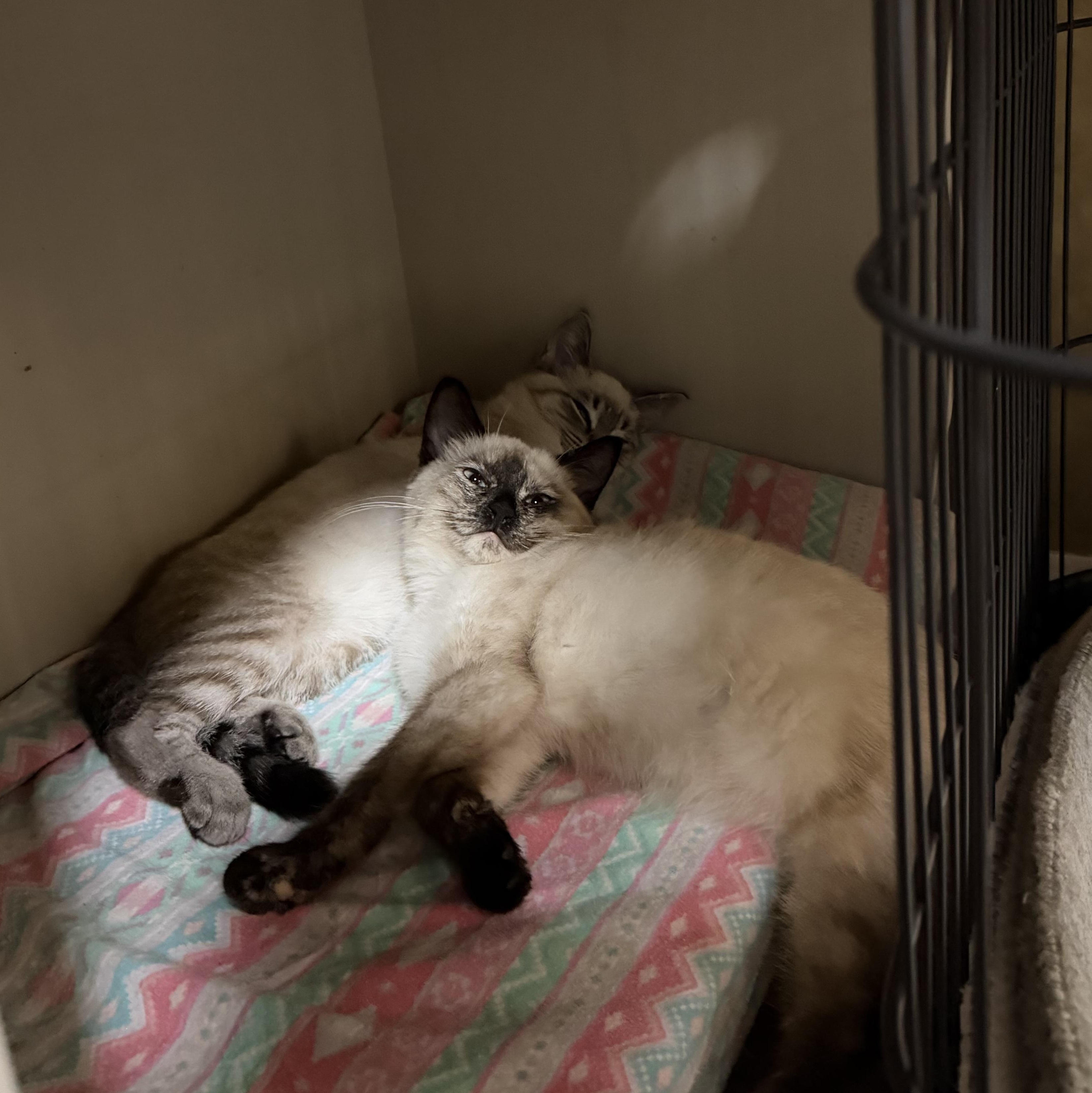 Enlarge Meso and Nabi, a Adopted mixed breed in Rochester Hills, MI image 2/2