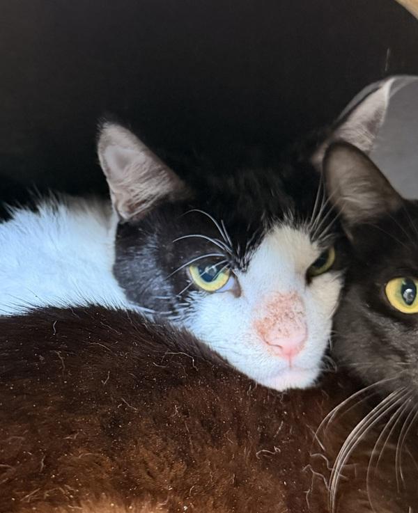Dorado, Adoptable, Young Male Domestic Short Hair.