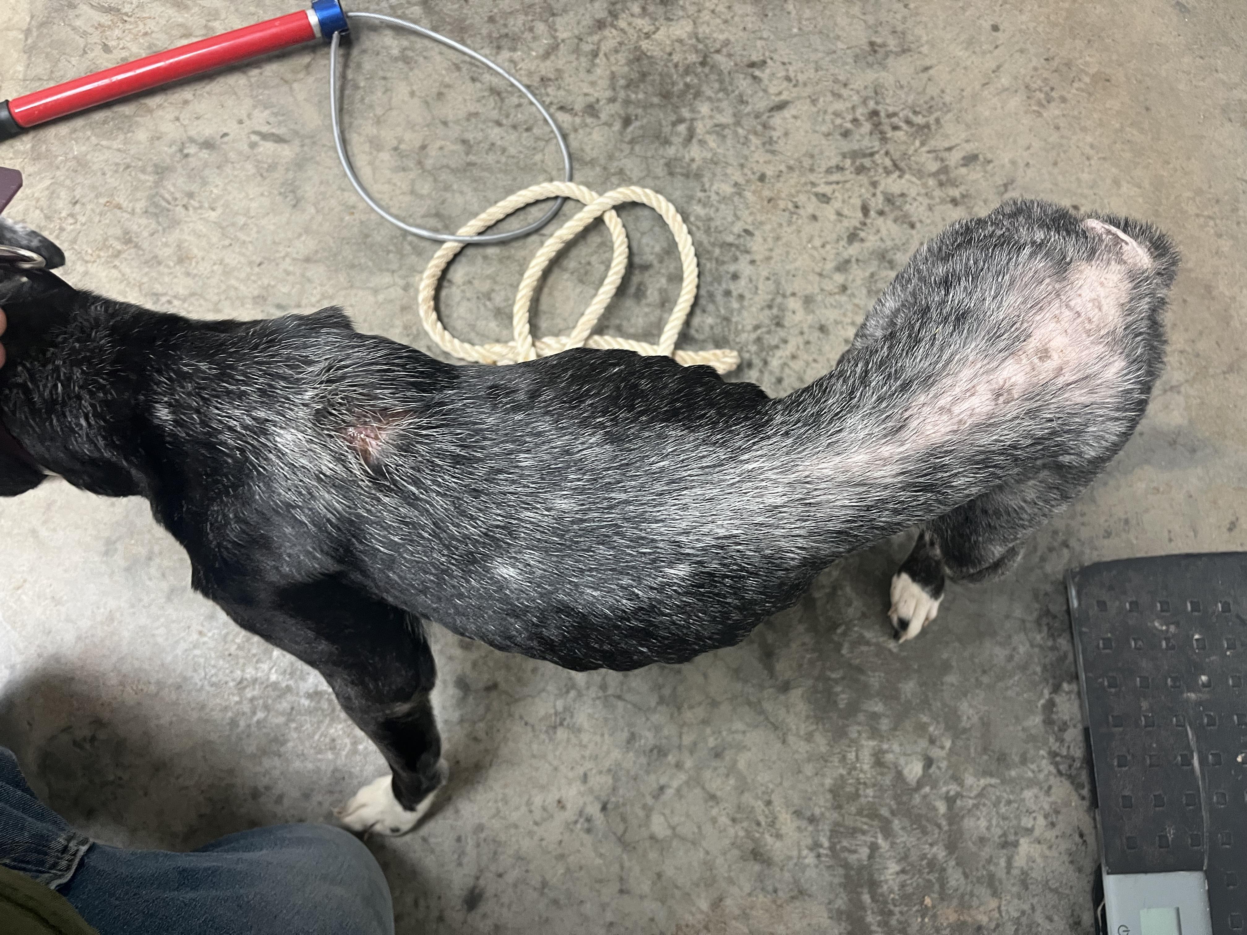 Angel, an adoptable mixed breed in Pomeroy, OH image 2/3