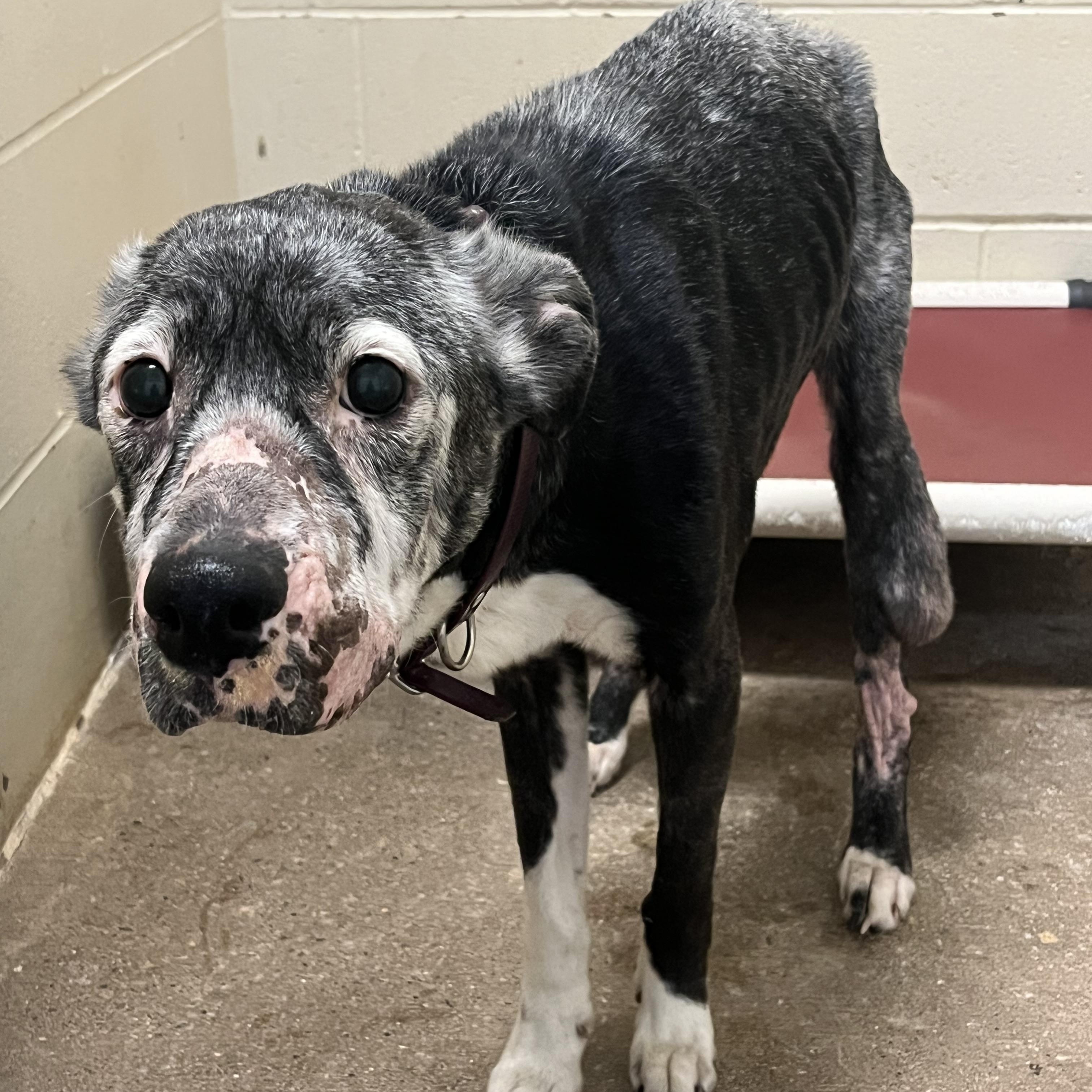 Angel, an adoptable mixed breed in Pomeroy, OH image 1/3