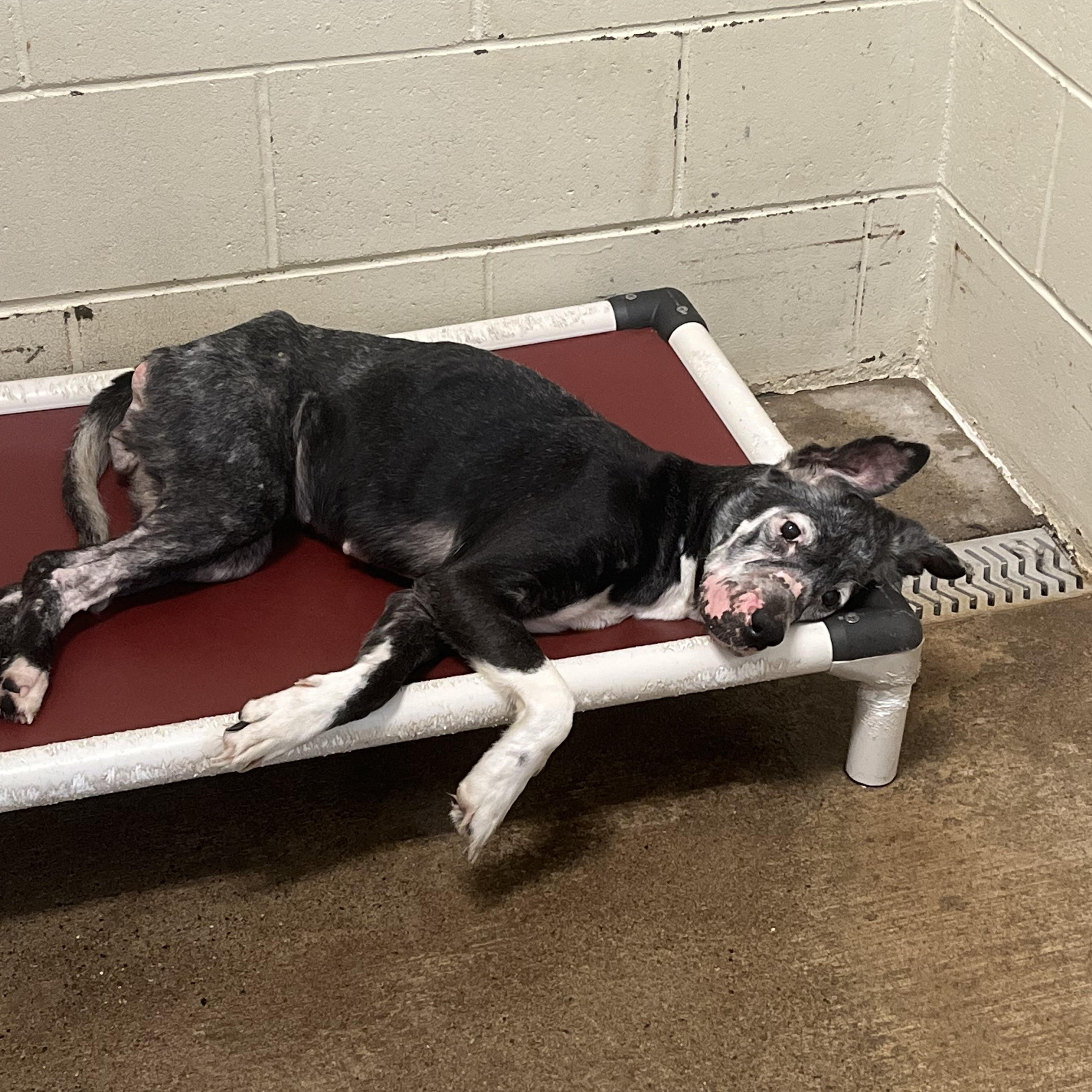 Angel, an adoptable mixed breed in Pomeroy, OH image 3/3