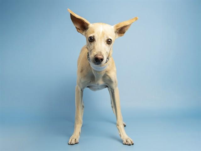 WEASLEY, Adoptable, Adult Male Chihuahua.