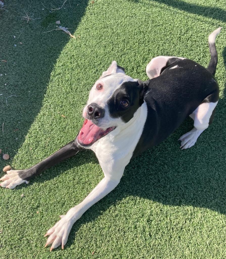 Kevin, Adoptable, Adult Male Pit Bull Terrier & Great Dane.