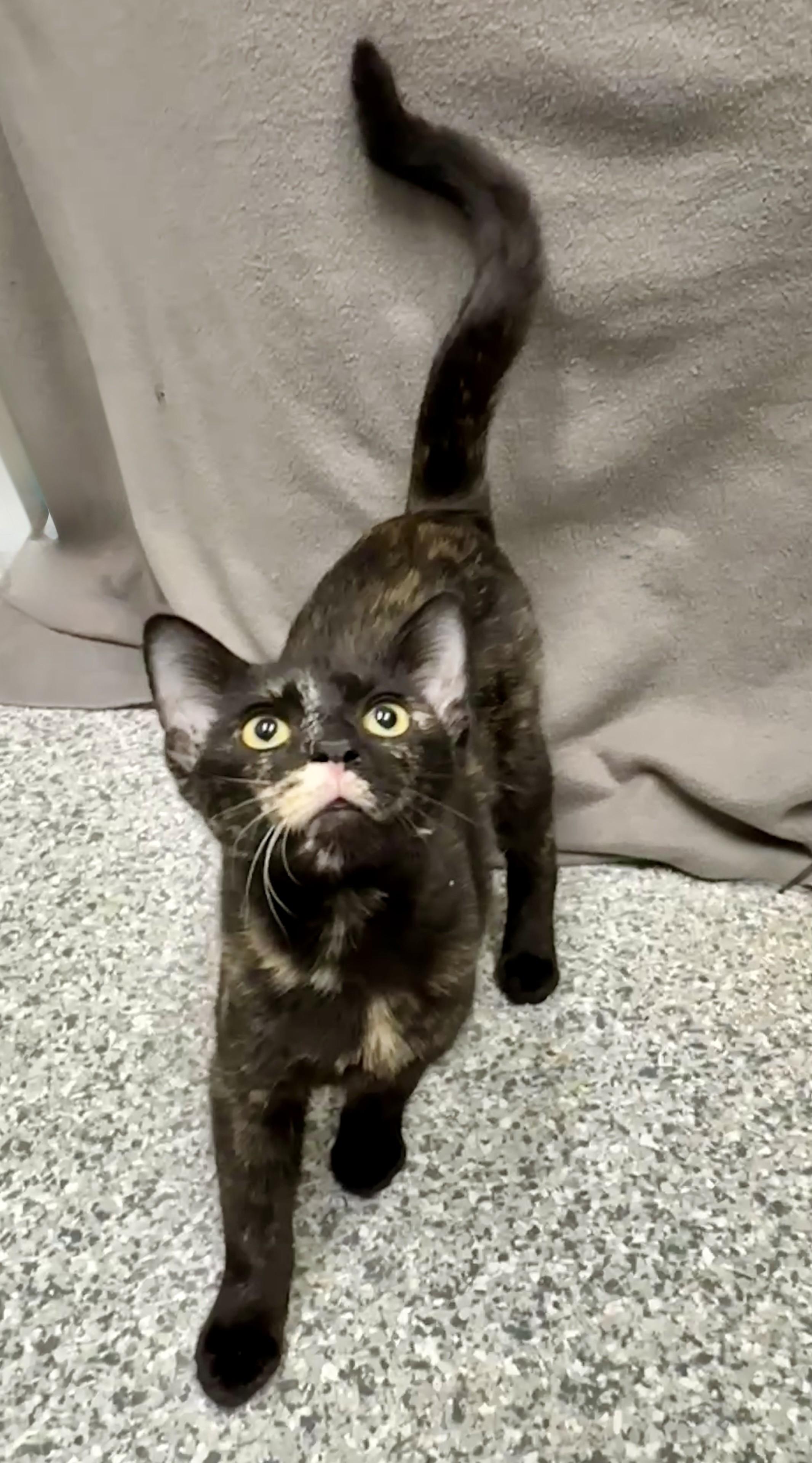 Kriston, Adoptable, Young Female Domestic Short Hair.