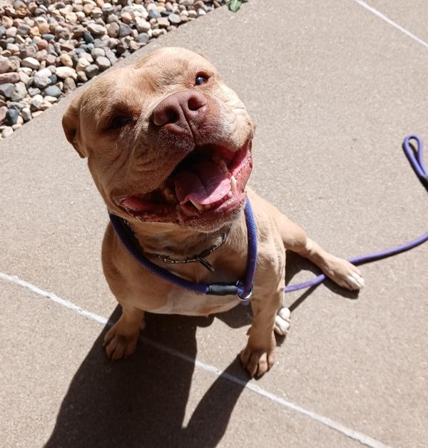Enlarge Rokko, a Adoptable mixed breed in Sioux City, IA image 1/1