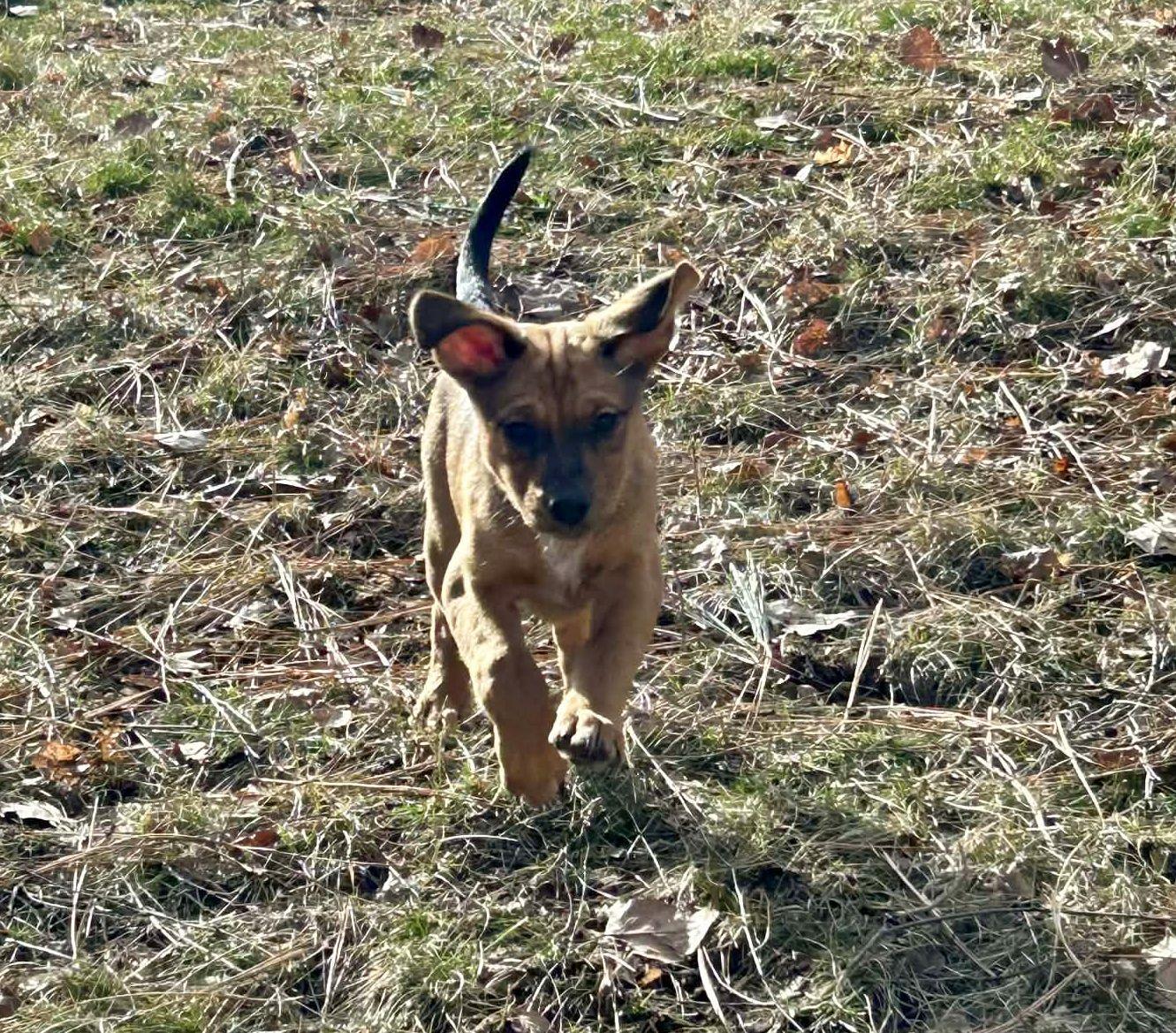 Honey, Adoptable, Puppy Female Catahoula Leopard Dog.