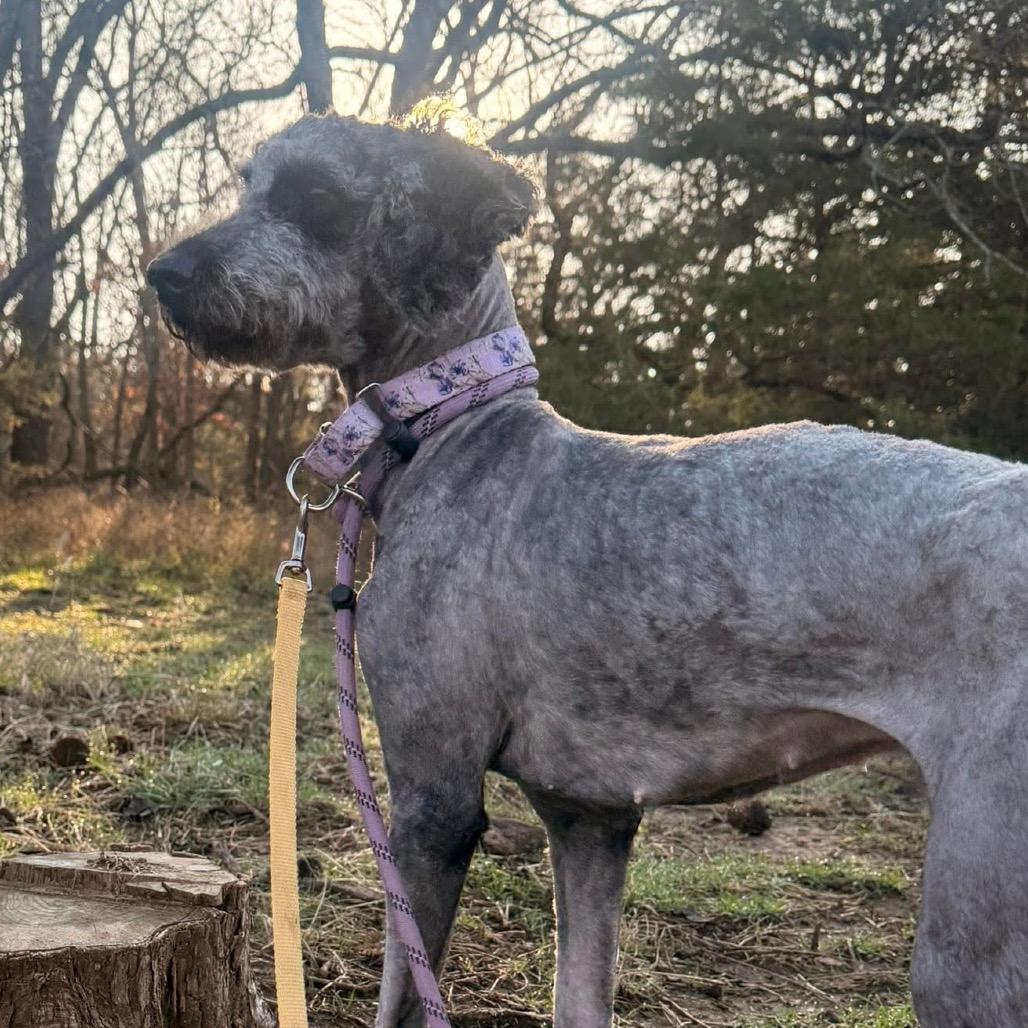 Miss Maizey — thumbnail 2