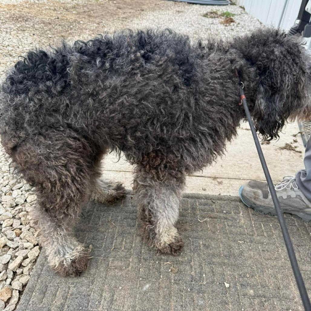 Miss Maizey — thumbnail 3