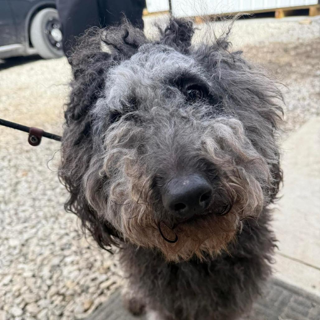 Miss Maizey — thumbnail 4