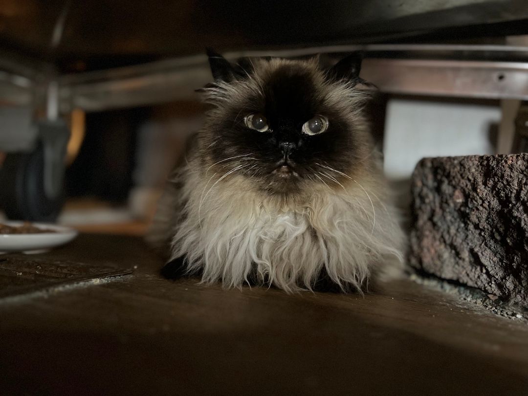 Kiyah, Adopted, Senior Female Himalayan.