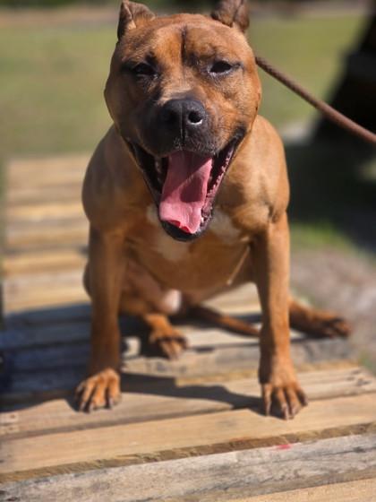 Nora @ Foster Home, Adoptable, Adult Female Terrier & Mixed Breed.