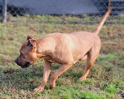 Enlarge Nora @ Foster Home, a Adoptable mixed breed in Conway, SC image 1/3
