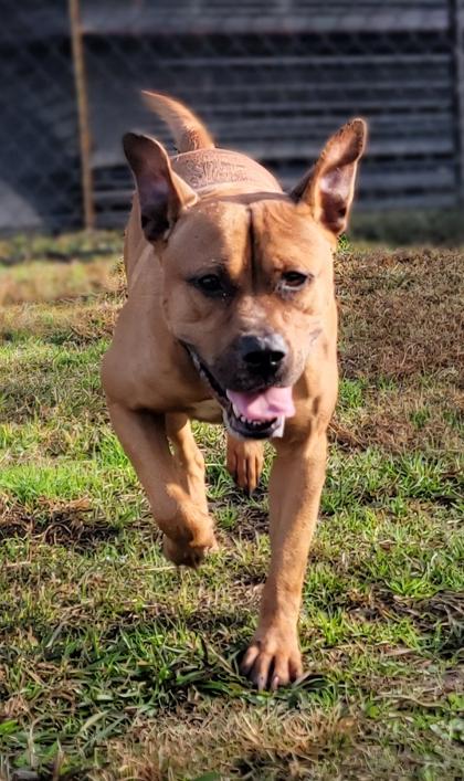 Enlarge Nora @ Foster Home, a Adoptable mixed breed in Conway, SC image 1/3