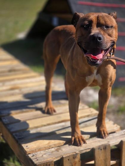 Enlarge Nora @ Foster Home, a Adoptable mixed breed in Conway, SC image 2/3