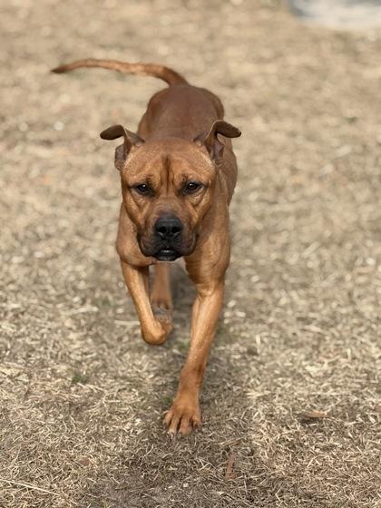 Enlarge Nora @ Foster Home, a Adoptable mixed breed in Conway, SC image 2/3