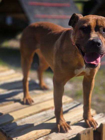 Enlarge Nora @ Foster Home, a Adoptable mixed breed in Conway, SC image 3/3