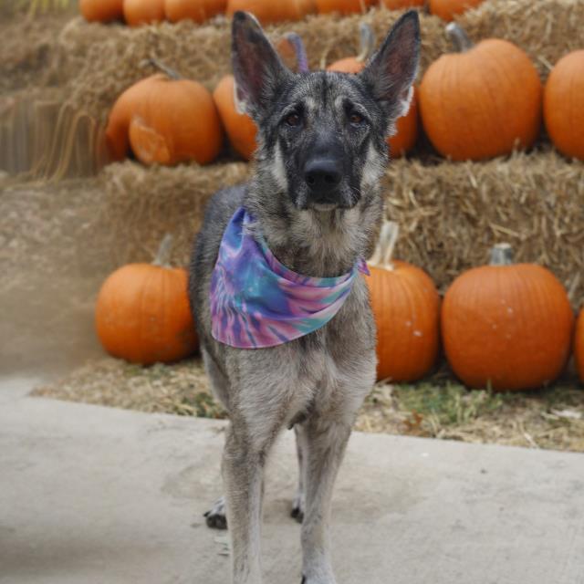WREN, Adoptable, Adult Female German Shepherd Dog.