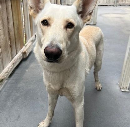 Otto, ADOPTABLE, Adult Male White German Shepherd.