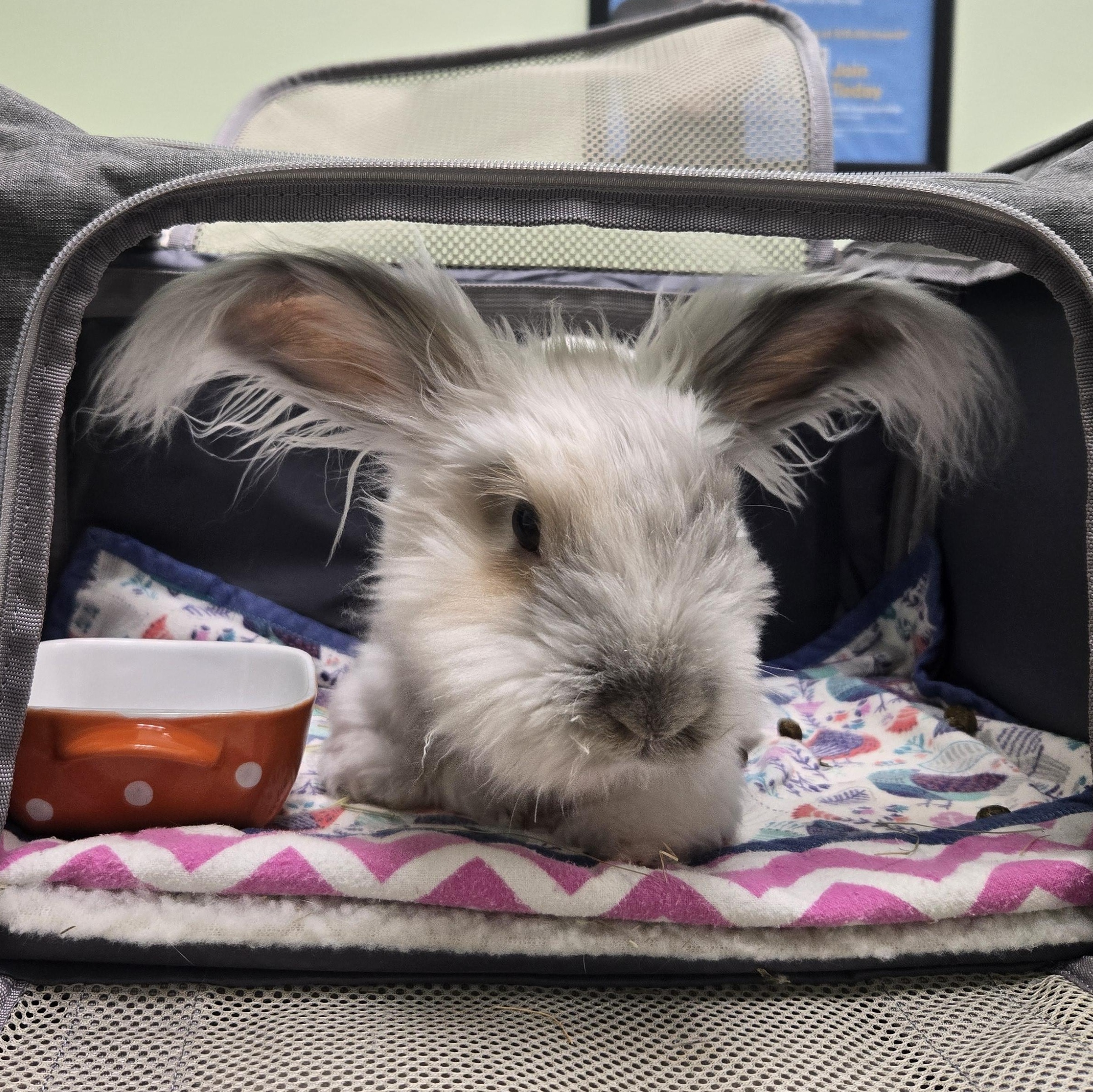 Keanu, an adopted Angora Rabbit in Providence, RI image 4/6