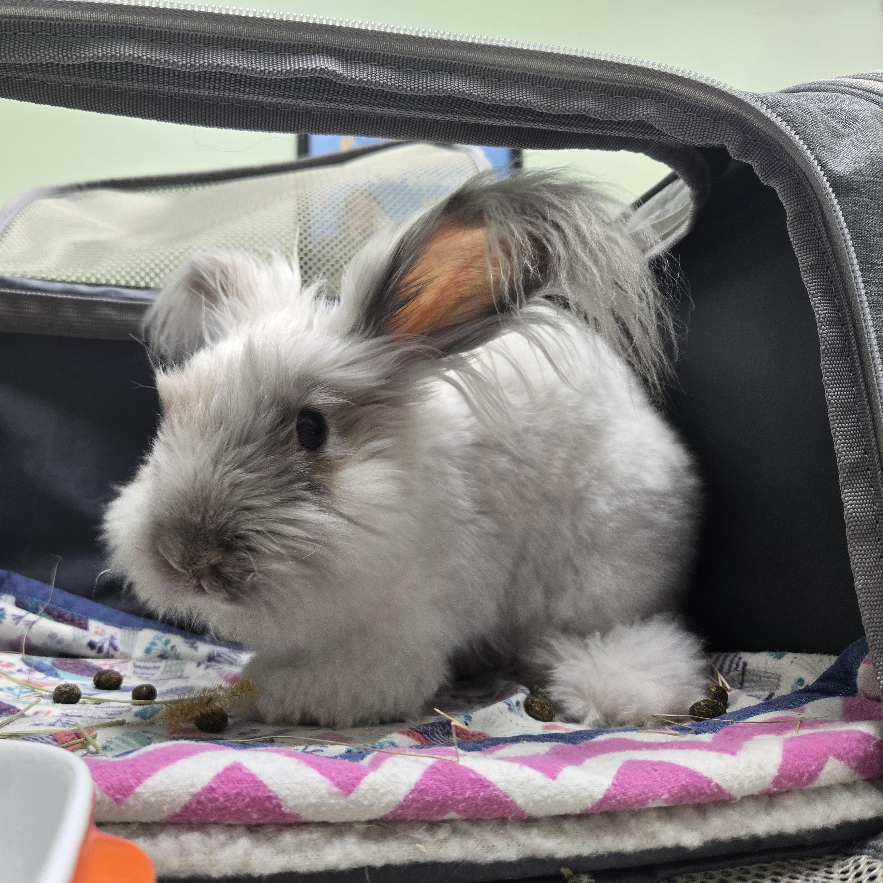 Keanu, an adopted Angora Rabbit in Providence, RI image 3/6