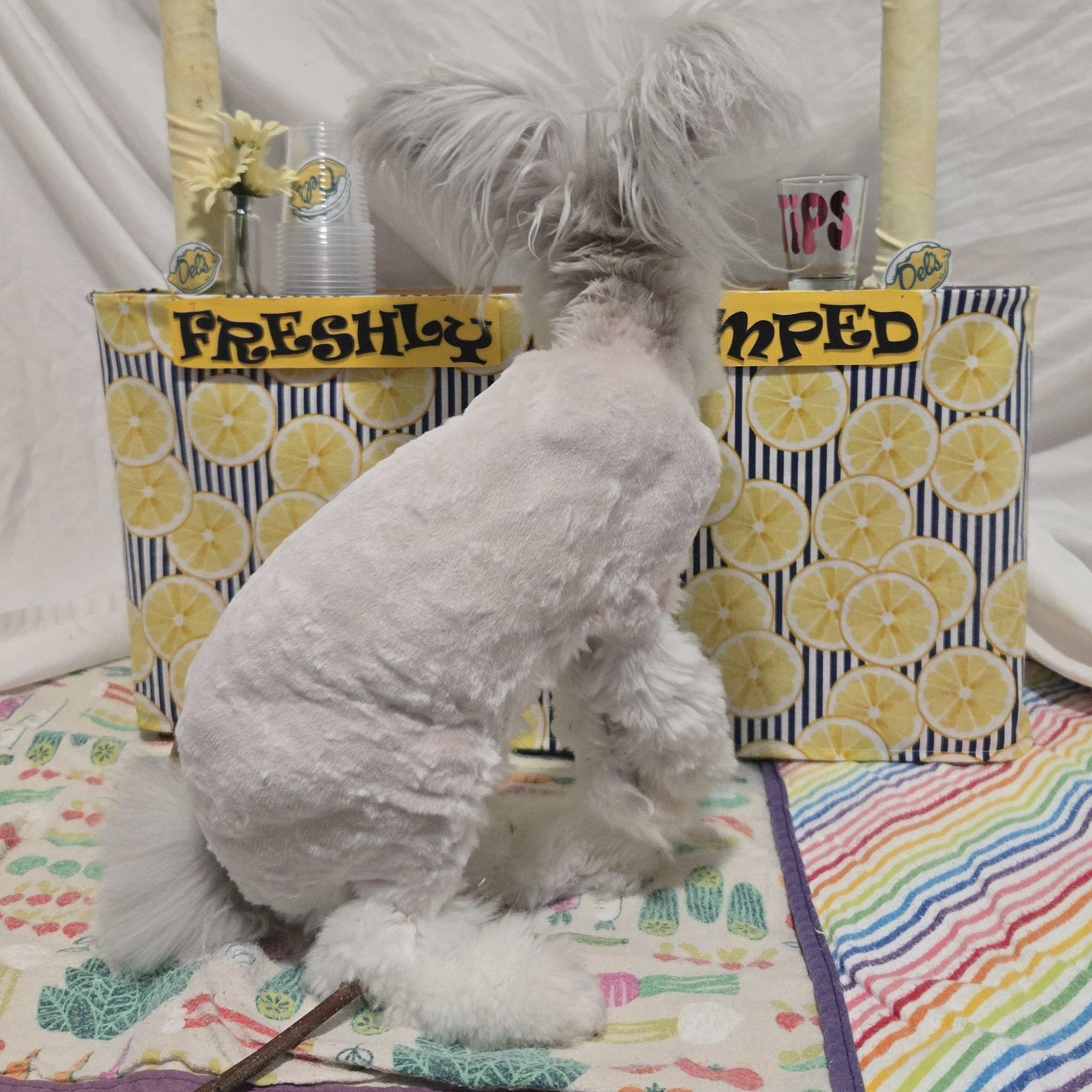 Keanu, an adopted Angora Rabbit in Providence, RI image 5/6