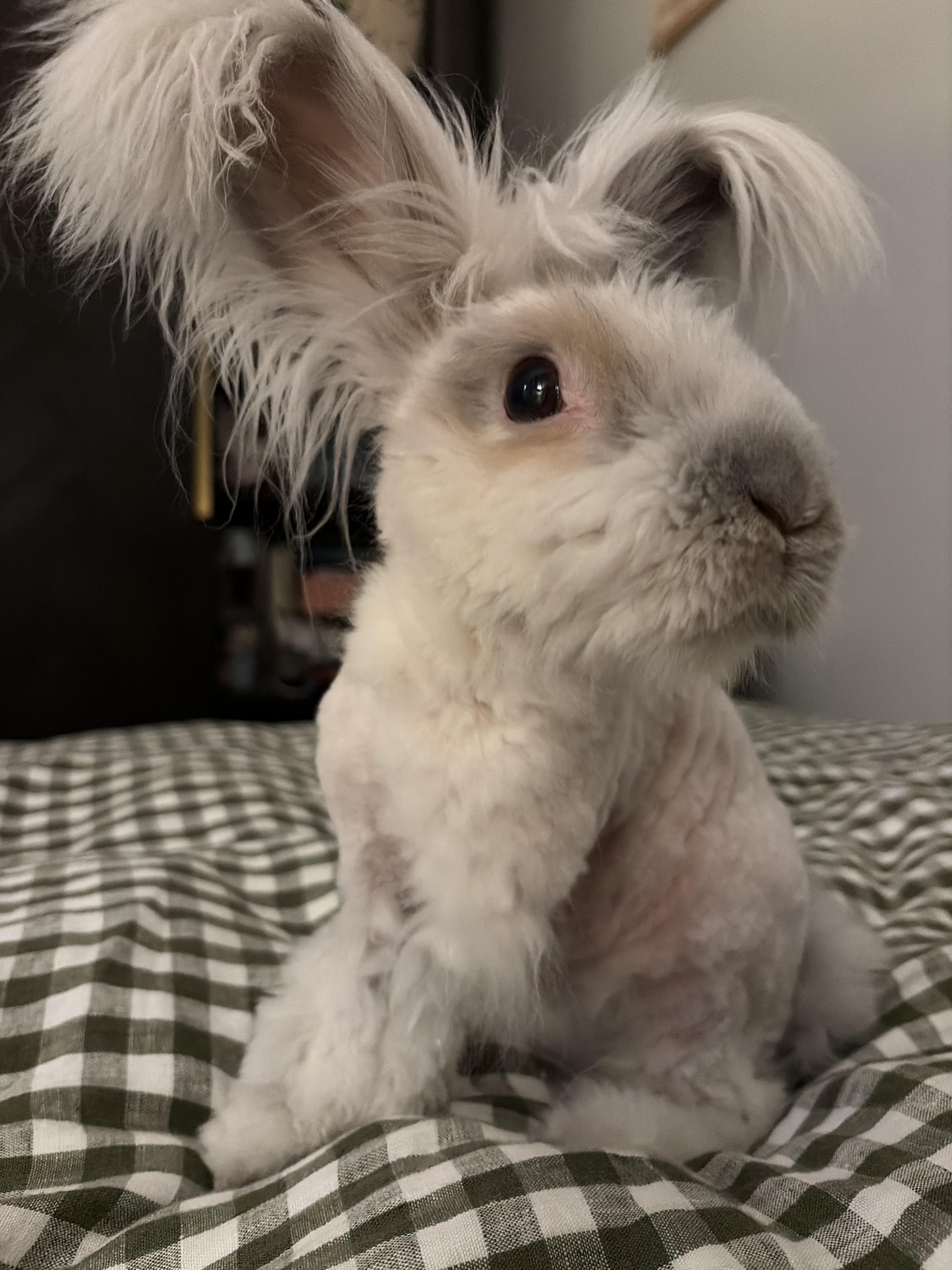 Keanu, an adopted Angora Rabbit in Providence, RI image 1/6