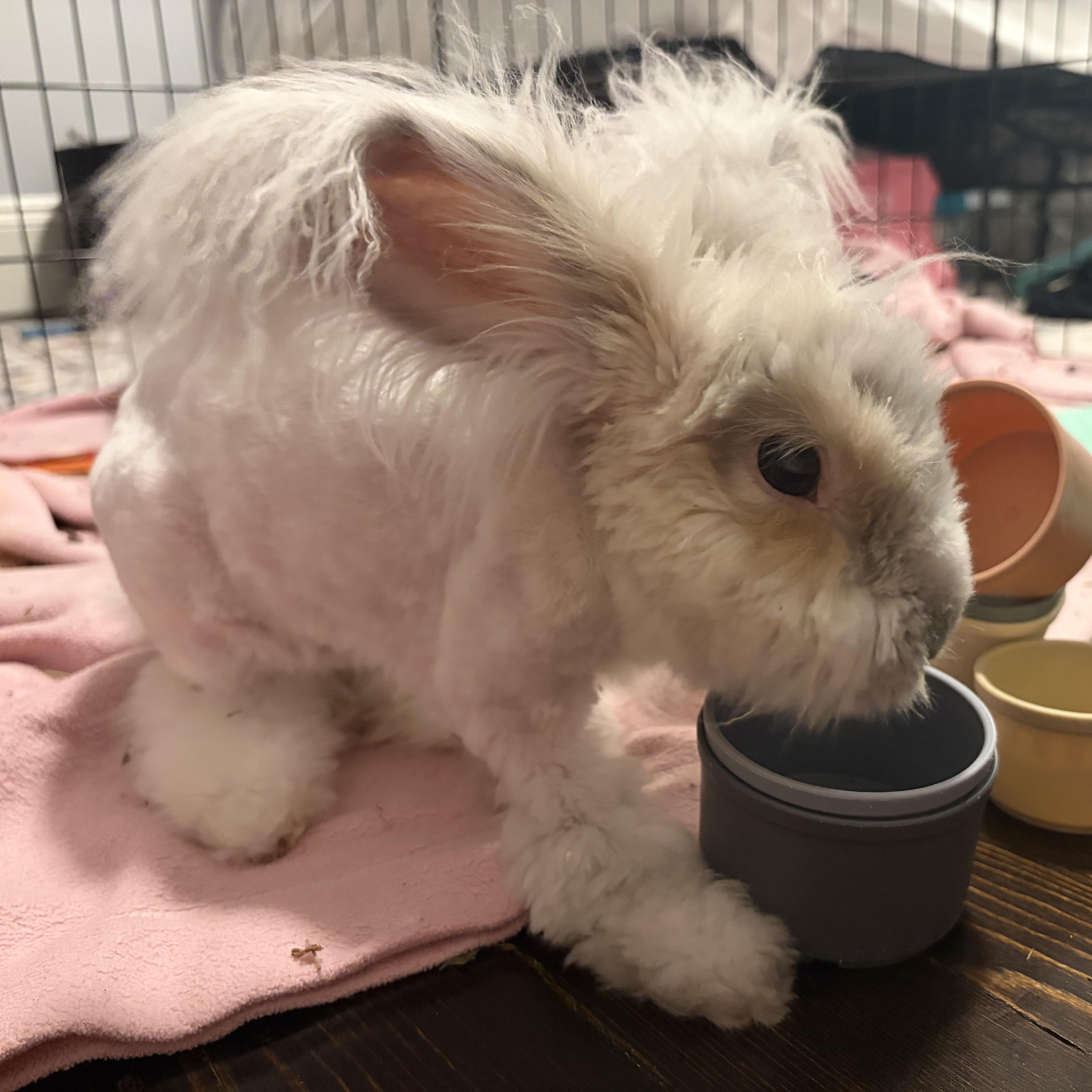 Keanu, an adopted Angora Rabbit in Providence, RI image 6/6