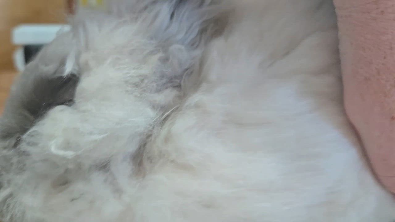 Enlarge Keanu, an adopted Angora Rabbit in Providence, RI video 2/6