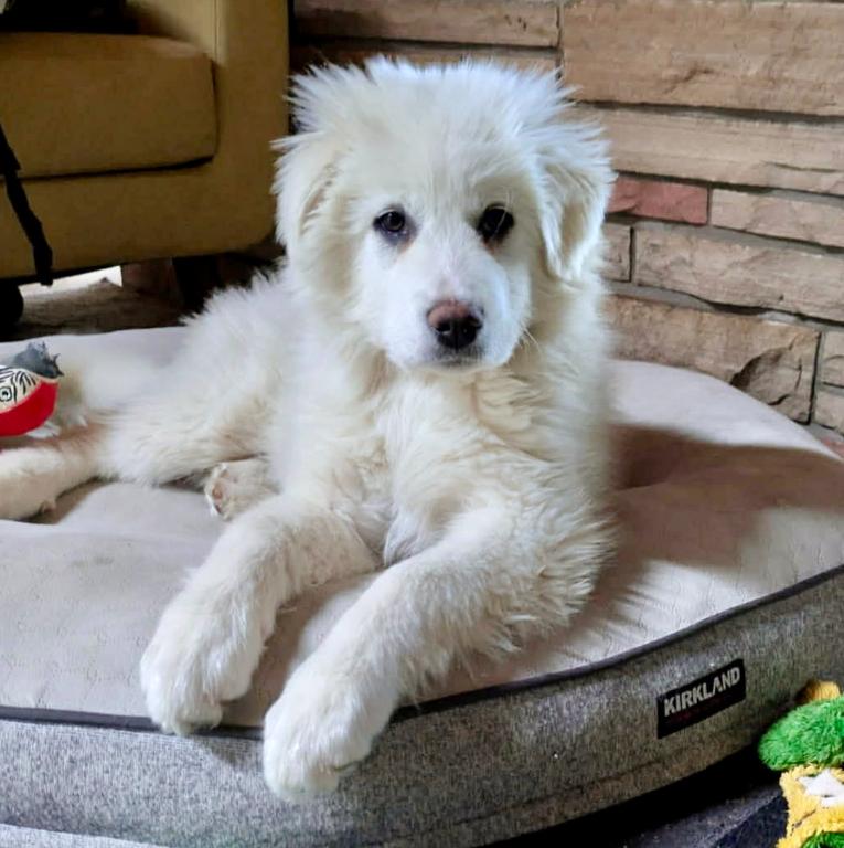 Gretta, ADOPTABLE, Puppy Female Great Pyrenees & Mixed Breed.