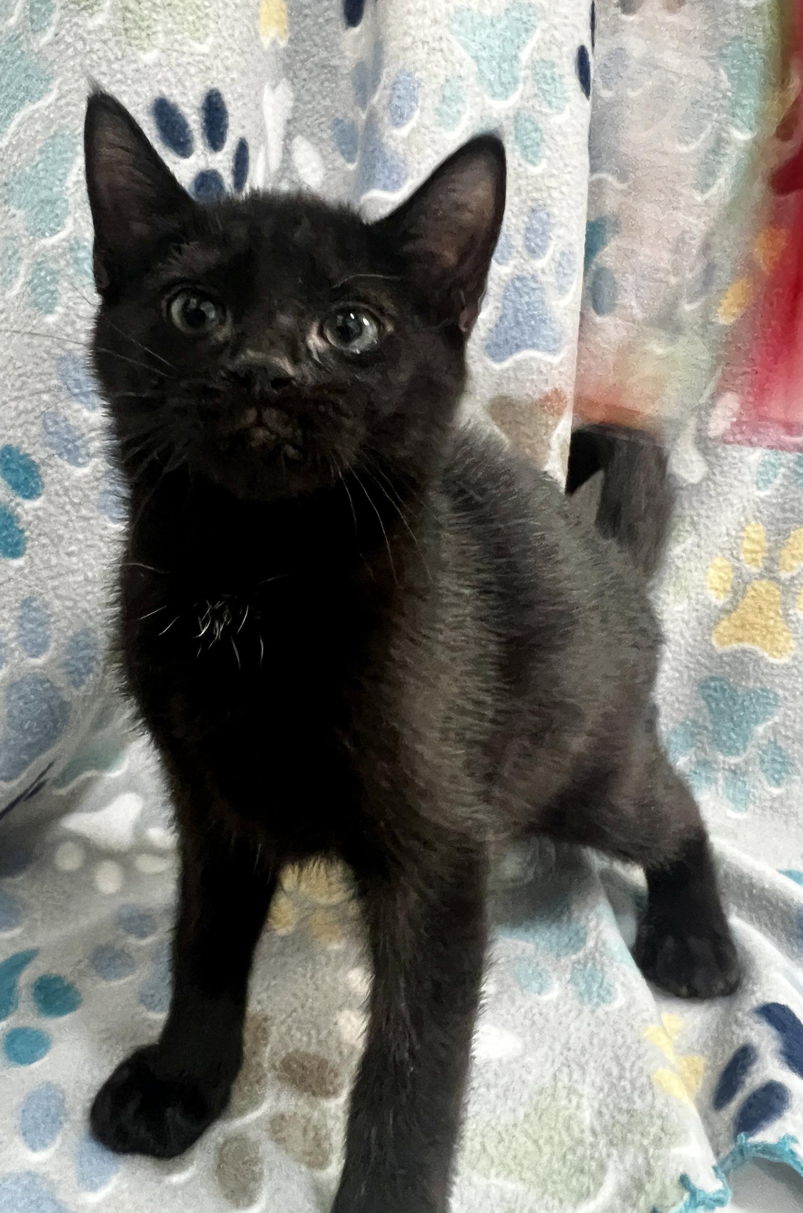 STELLA, Adoptable, Kitten Female Domestic Short Hair.
