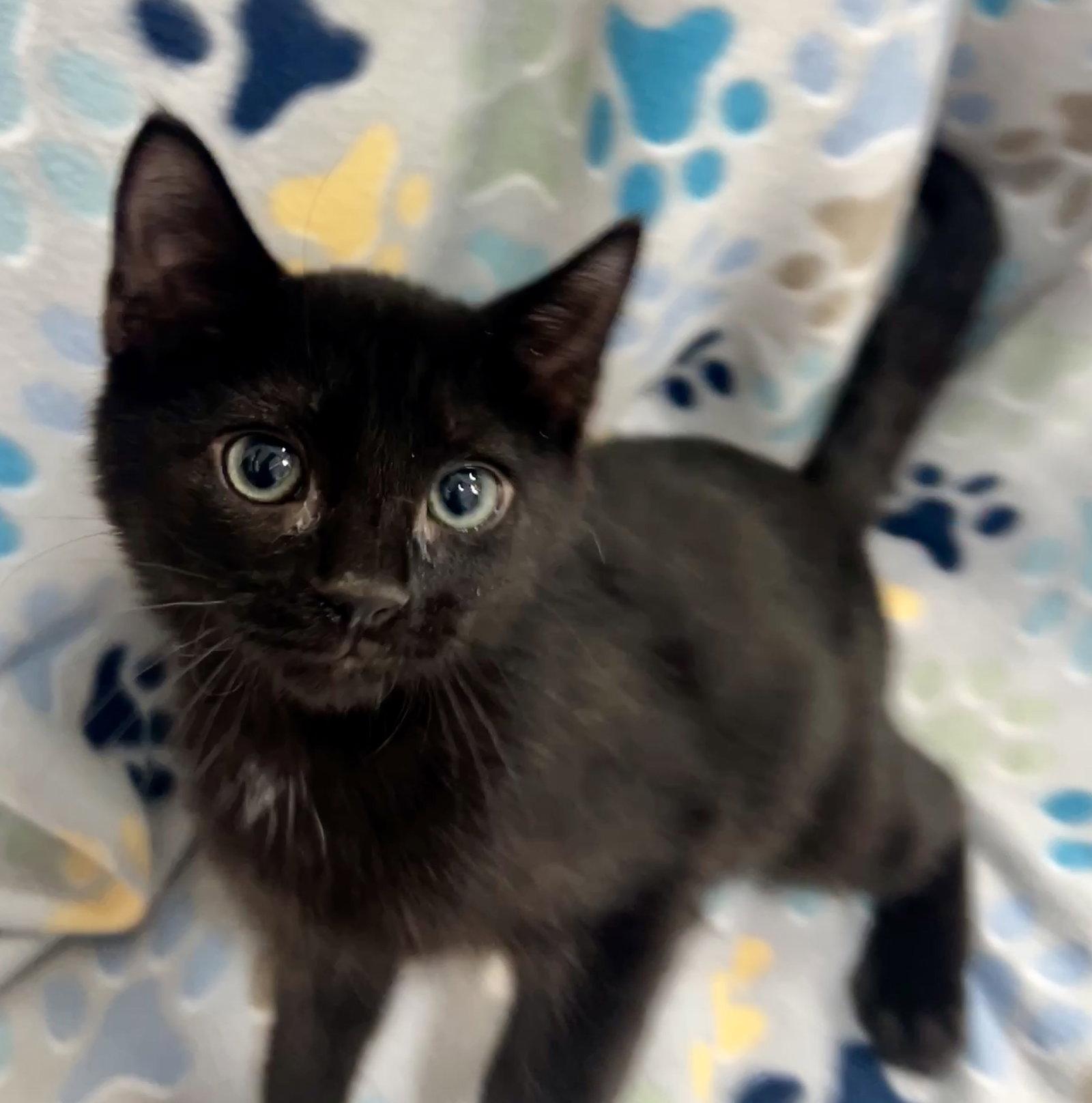 STELLA, a Adopted Domestic Short Hair in Orlando, FL image 2/3