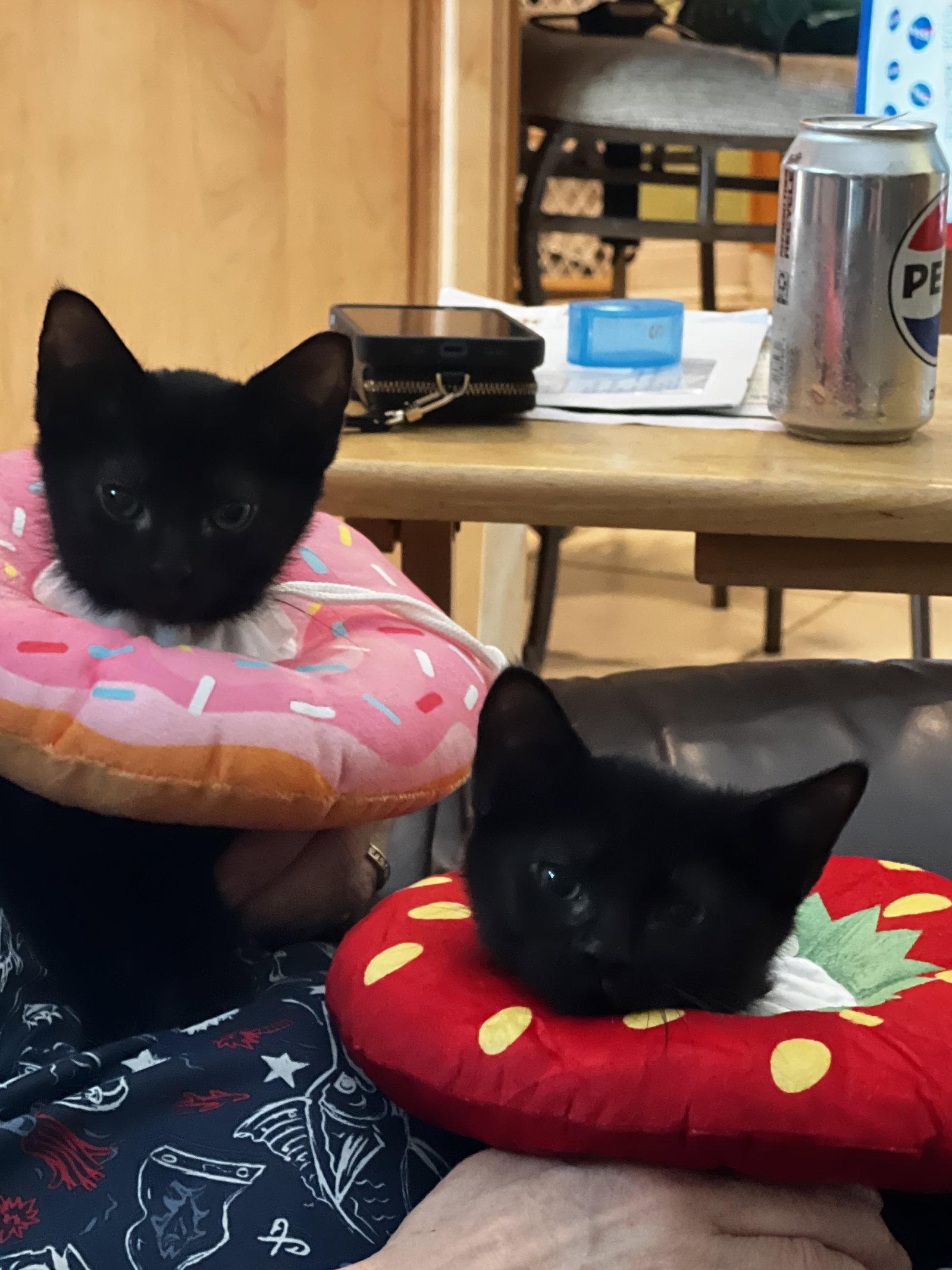 STELLA, a Adopted Domestic Short Hair in Orlando, FL image 3/3