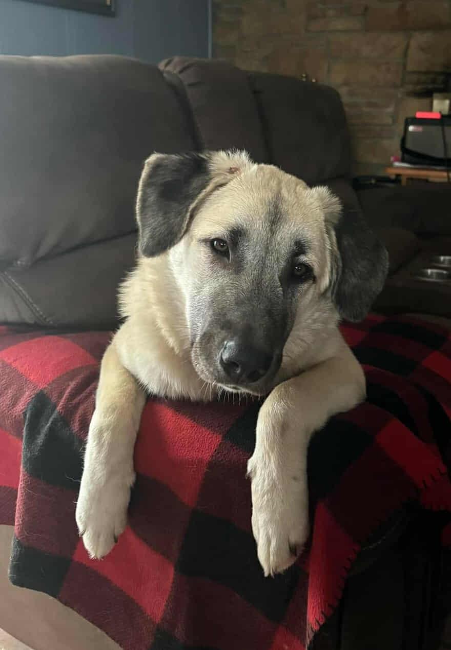 Kota (formerly Jasmine)