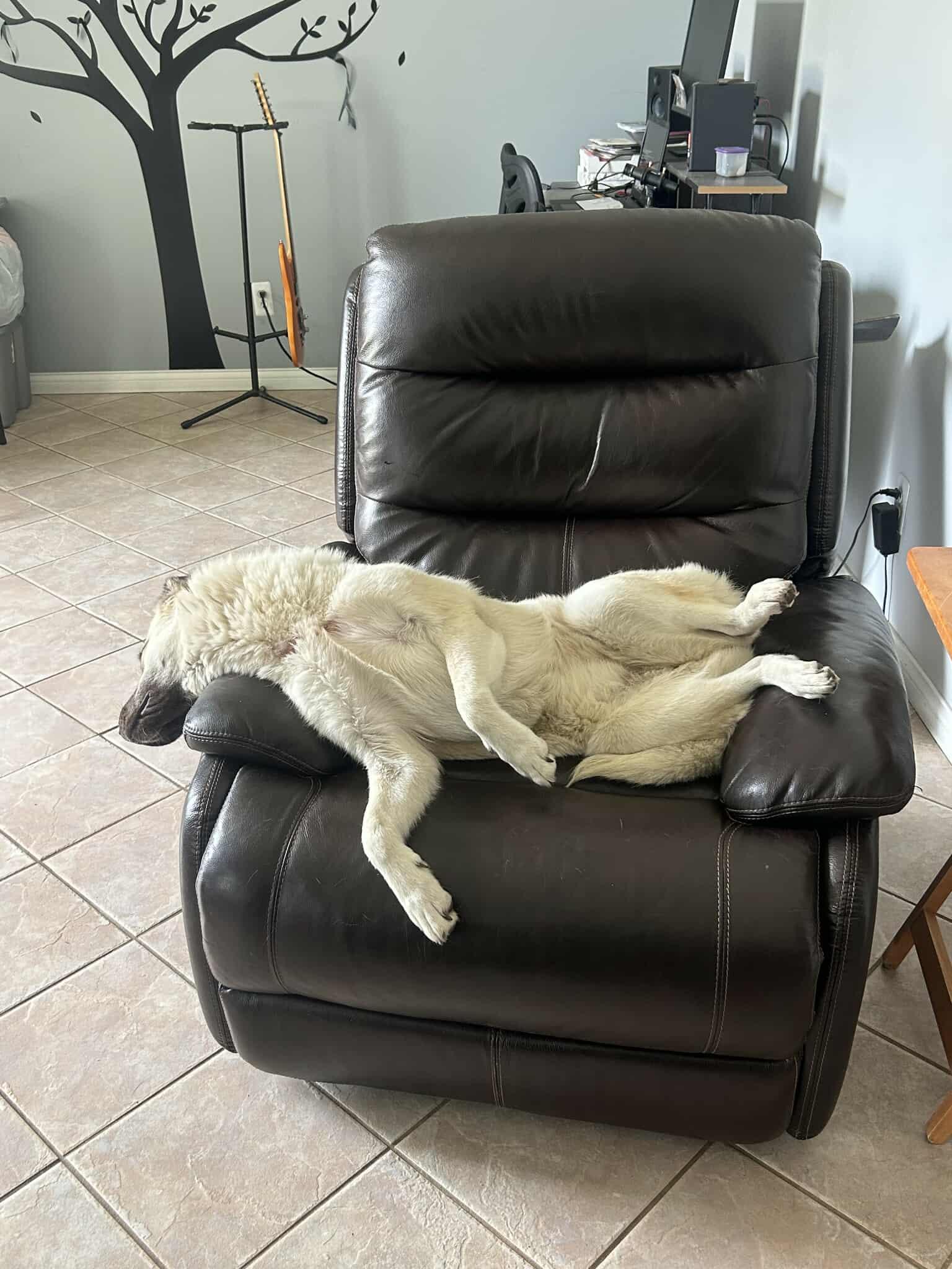 Kota (formerly Jasmine), a Adoptable mixed breed in New Baltimore, MI image 3/3