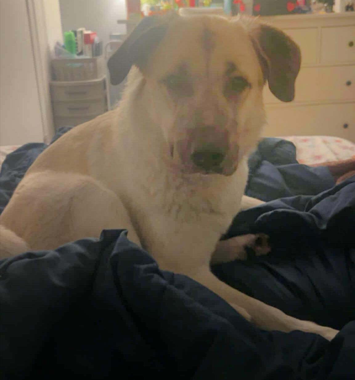 Kota (formerly Jasmine), a Adoptable mixed breed in New Baltimore, MI image 2/3