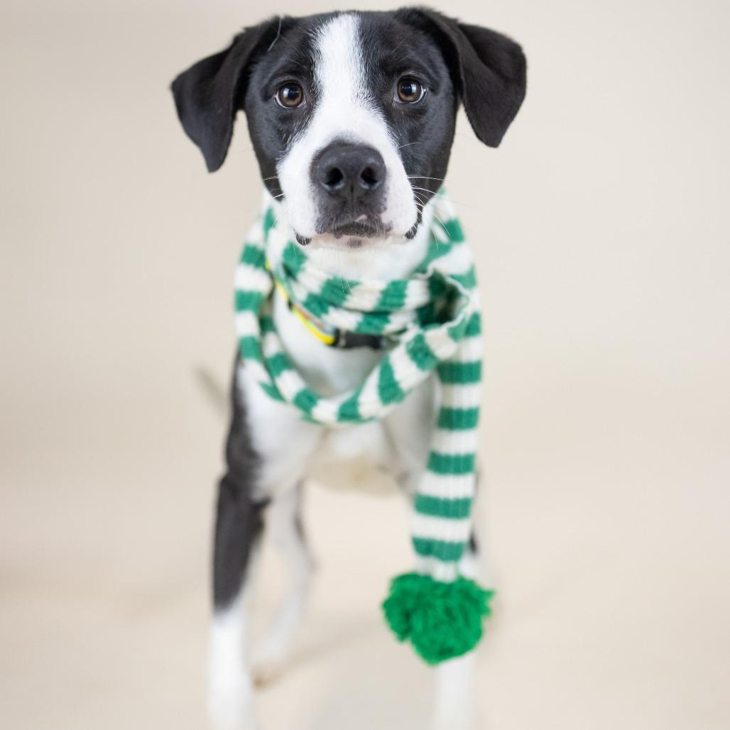 Enlarge Bart, a Adoptable Mixed Breed in Portland, OR image 1/1