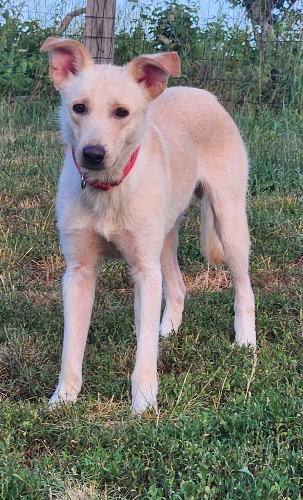 Enlarge Oliver Snow, a Adoptable Labrador Retriever in Walnutport, PA image 1/2