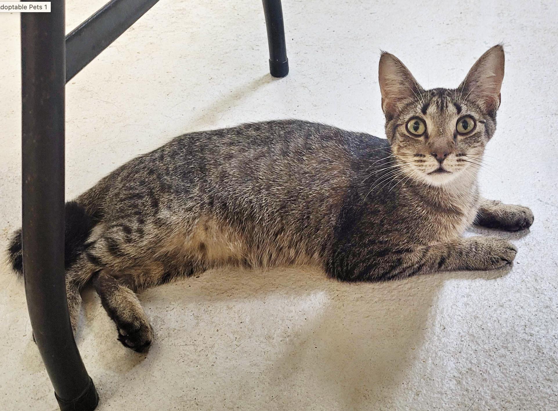 Toby, Adoptable, Young Male Domestic Short Hair.