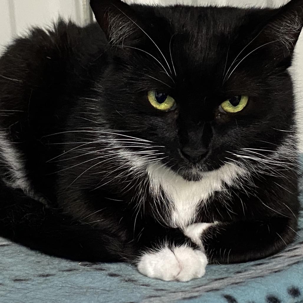 Flower, Adoptable, Adult Female Domestic Short Hair.